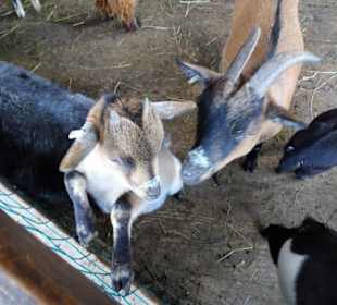 Der Streichelzoo-Bereich