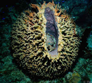 Tauchen in Boca Chica mit Caribbean Divers