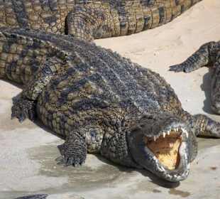 Zeigt her Eure Zähne!