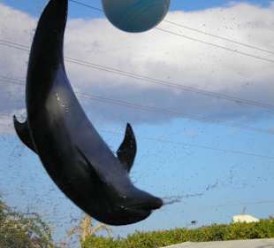 Dolphinella Sharm El Sheik