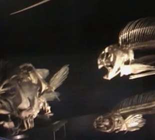 Naturhistorisches Museum