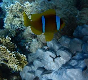 Anemonenfisch Südriff