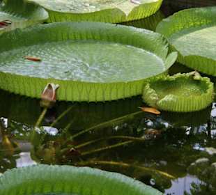 Botanischer Garten - Riesenseerose Victoria