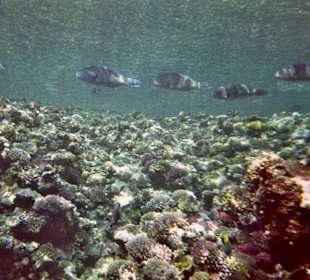 Hausriff des Hotel Akassia Swiss Resort El Quseir