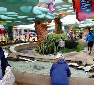 Finger-Kontakt mit den Putzerlippfischen