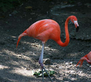 Stolzer Flamingo