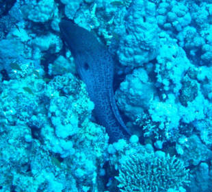 Unterwassereindrücke