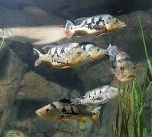 Im Aquarium unterwegs