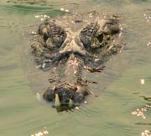 Alligator im National Park Pantanal/Brasilien
