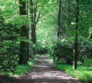 Frühlingsspaziergang durch das Eversten Holz