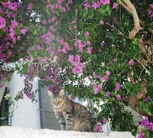 Myrthios - Mieze im Schatten bei 36°