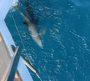 Delfinausflug mit Mo