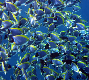 Weißkehl-Doktorfische