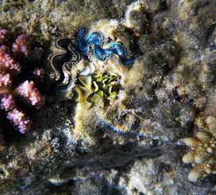 Korallenriff am Hotel