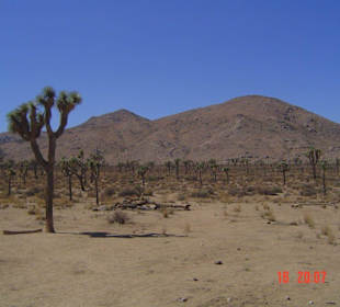 Joshua Tree National Park