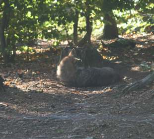Wolf im Park - man muss schon suchen