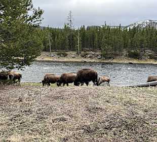 Yellowstone Nationalpark