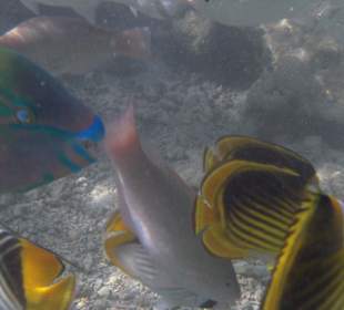 Rehana Royal Beach Resort & Spa