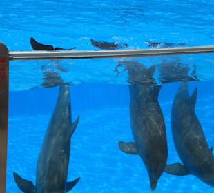 Delfinbecken
