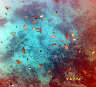 Bunte Unterwasserwelt Außenriff