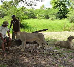 Löwen im Casela Park mit den Guides