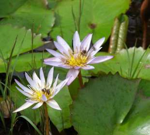 Im Nationalpark in den Bergen