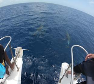 Delphine Tauch tour Saona