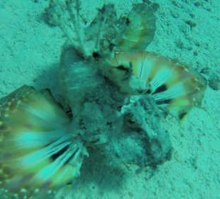 Boots- und Schnorchelausflug