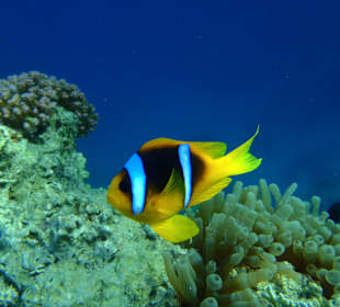 Pár kroků do vody a uvidíte podmořský ráj