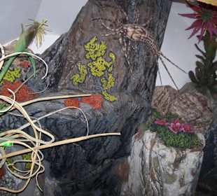 Muzeum Haus Alpine Naturschau