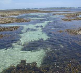Ausflug Glasbodenboot Diani Beach