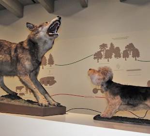 In der Natur- und Kulturabteilung des Museums