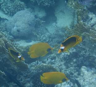 Schnorcheln El Quseir