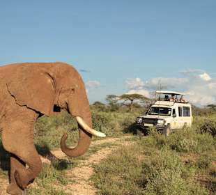 Auf Pirschfahrt mit Karibu Kenia Safaris