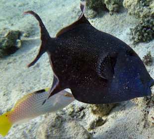 blauer Drückerfisch