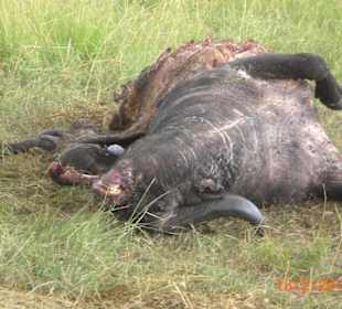 Von Löwen gerissen.