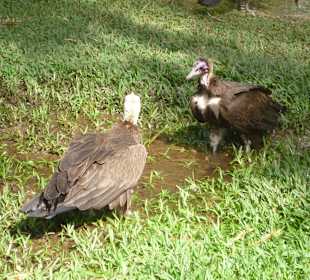 Geier im Hotel Senegambia