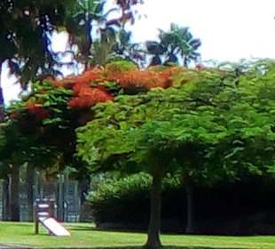 Botanischer Garten Maspalomas