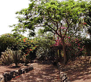 Oasispark - Kakteengarten - Juli 2015