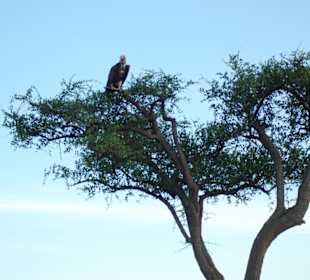 Eindrücke aus der Wildnis