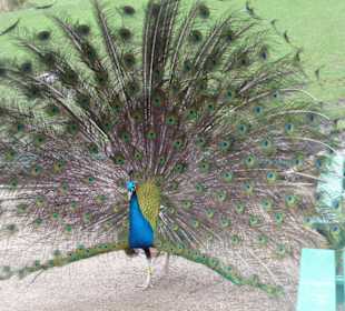 Pfau schlägt Rad