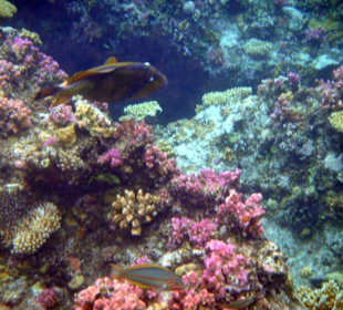 Подводный мир отеля