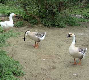 Tierpark Vogelhäusel Rauenberg