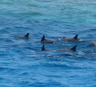 Delfine