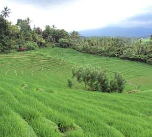 Tief in balinesichen Insel