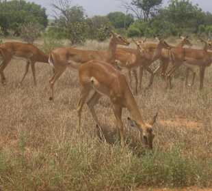 Tsavo Ost