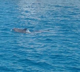 Delfin Tour Hurghada