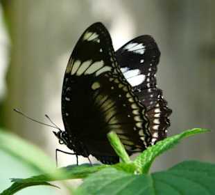 Longwing