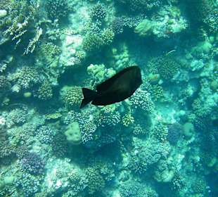 Schnorcheln Marsa Alam