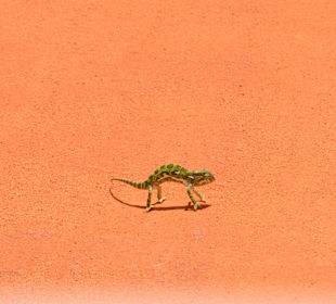 Chamäleons auf der Piste